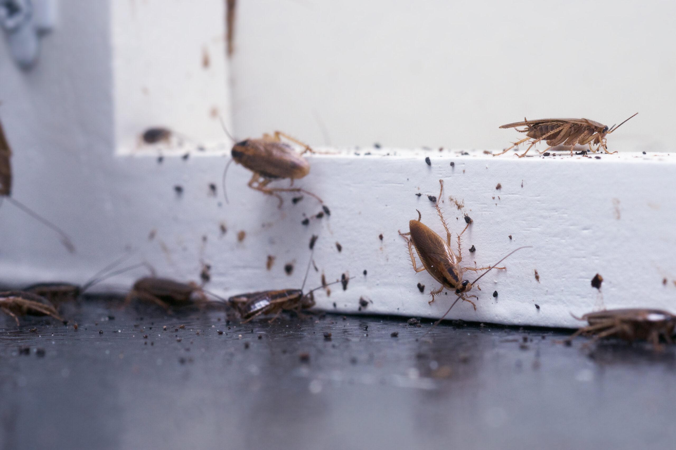 Blattes (cafards) dans une habitation