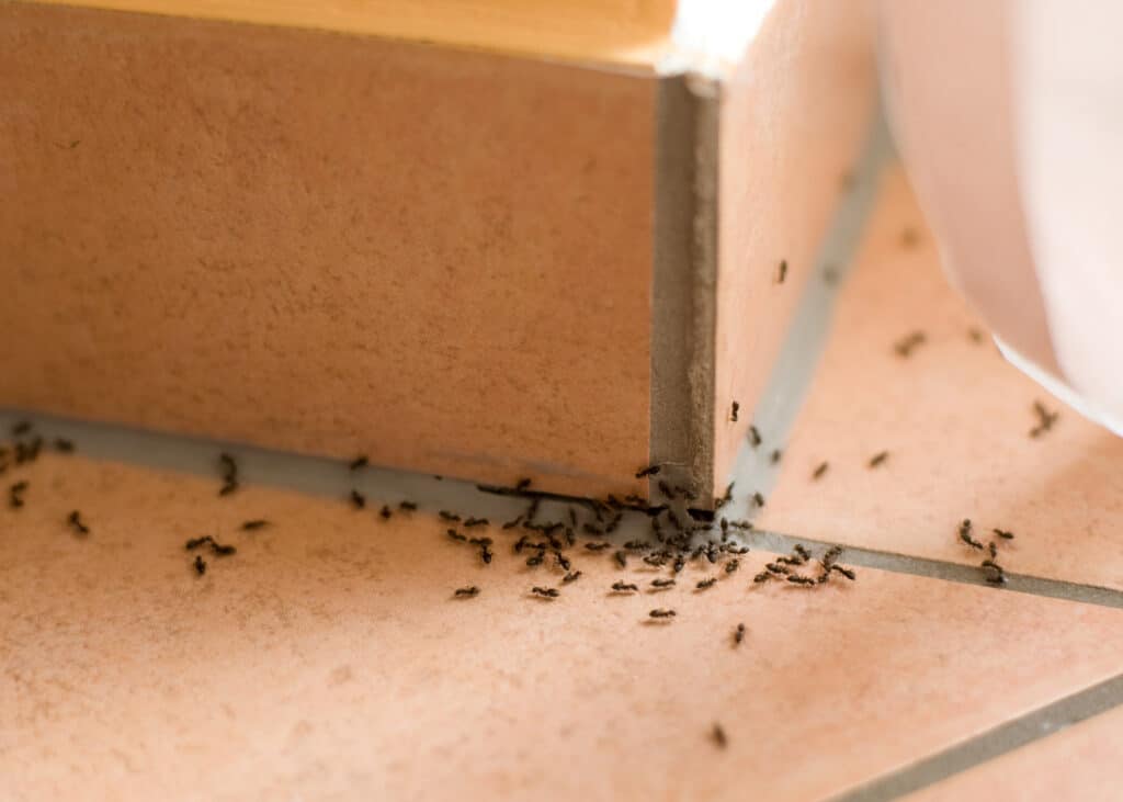 Fourmis le long d’une plinthe