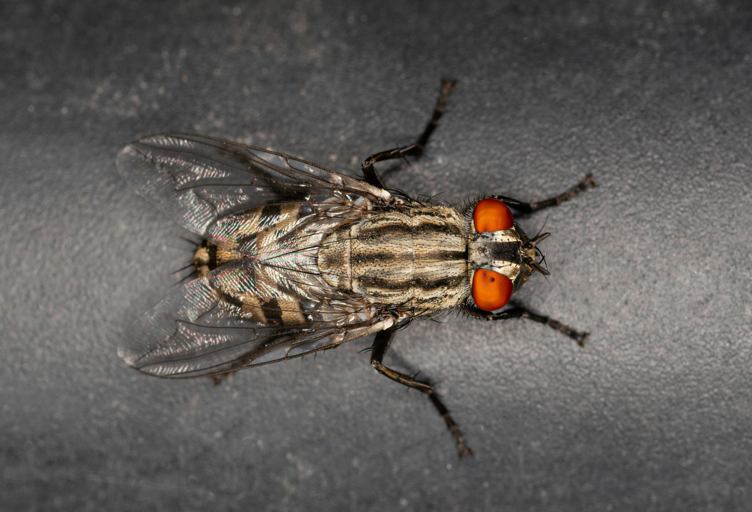 Detailed macro shot of a common house fly (Musca domestica) with vivid red eyes.