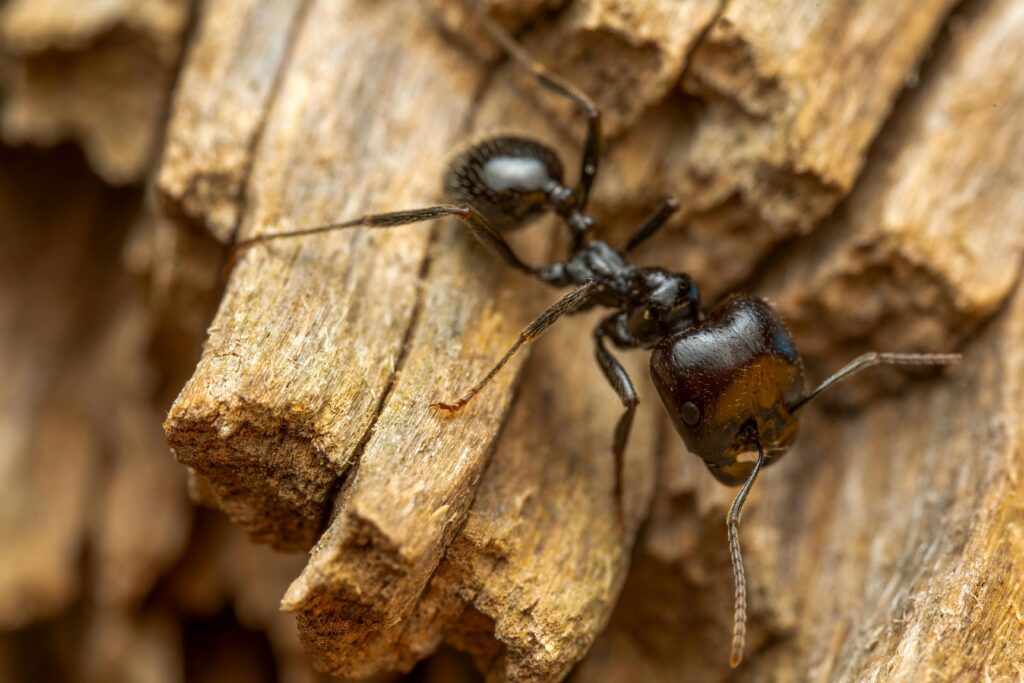 Detailed macro shot of a black carpenter ant on wood highlighting textures and ant anatomy.