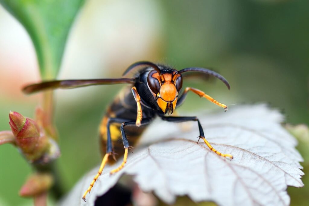 hornet, asian, insect, macro, nature, wasp, leaf