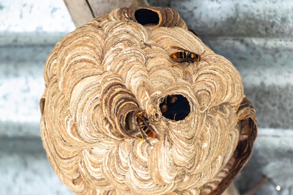 Detailed image of yellow hornet nest with visible insects in an outdoor setting.
