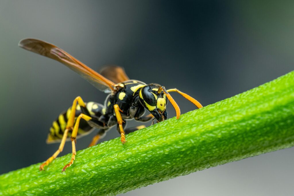 Closeup of small wasp sitting on green plant stem and sipping juicy nectar against blurred environment