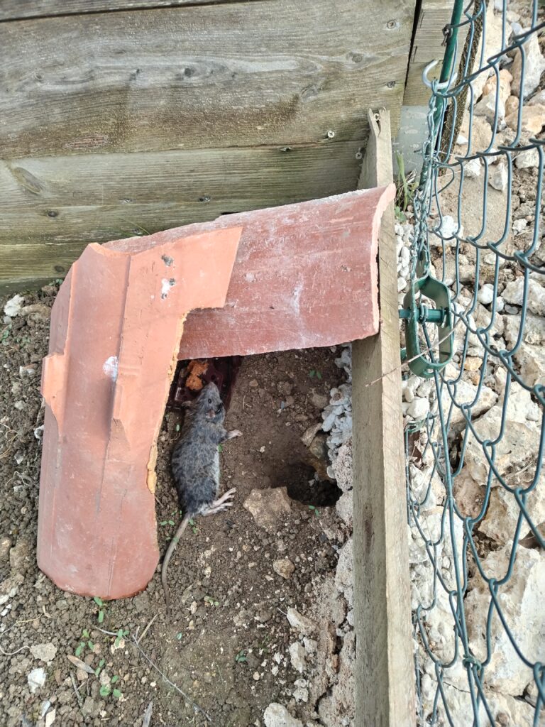 Rongeur capturé au piège près d’un abri de jardin lors d’une dératisation à Graulhet