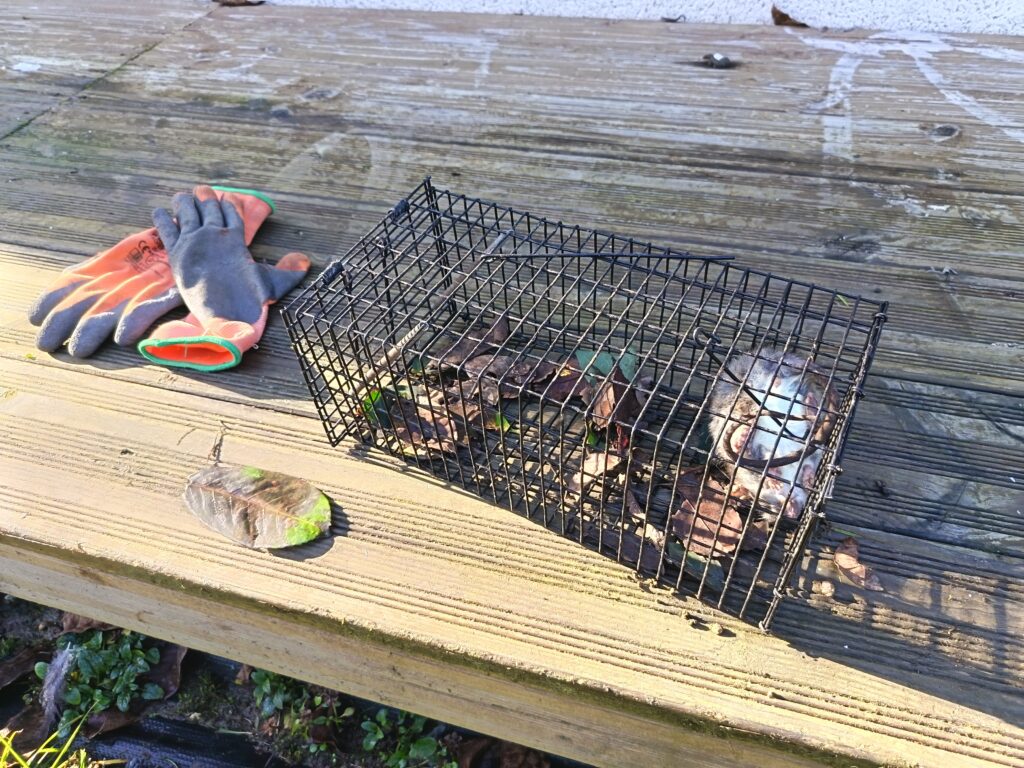 Rongeur capturé dans une cage-piège lors d’une intervention à Gaillac